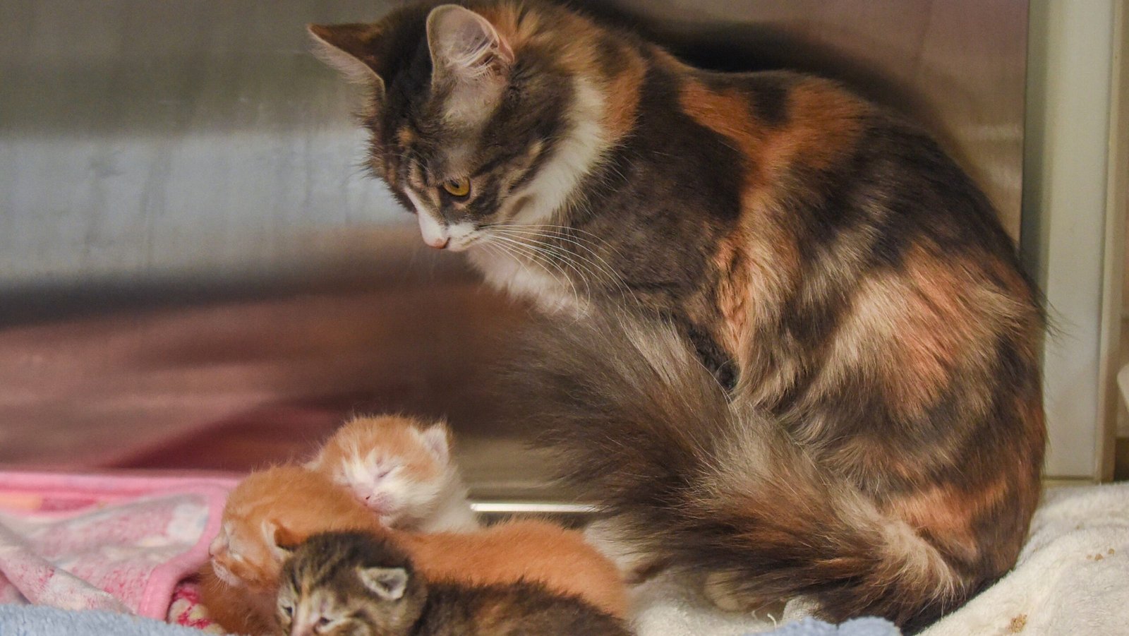 Feline population grows as volunteers dwindle