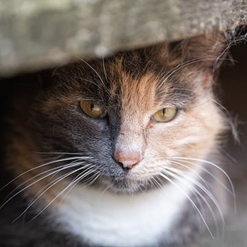 Cat-alysts of Community: Georgia Tech Campus Cats