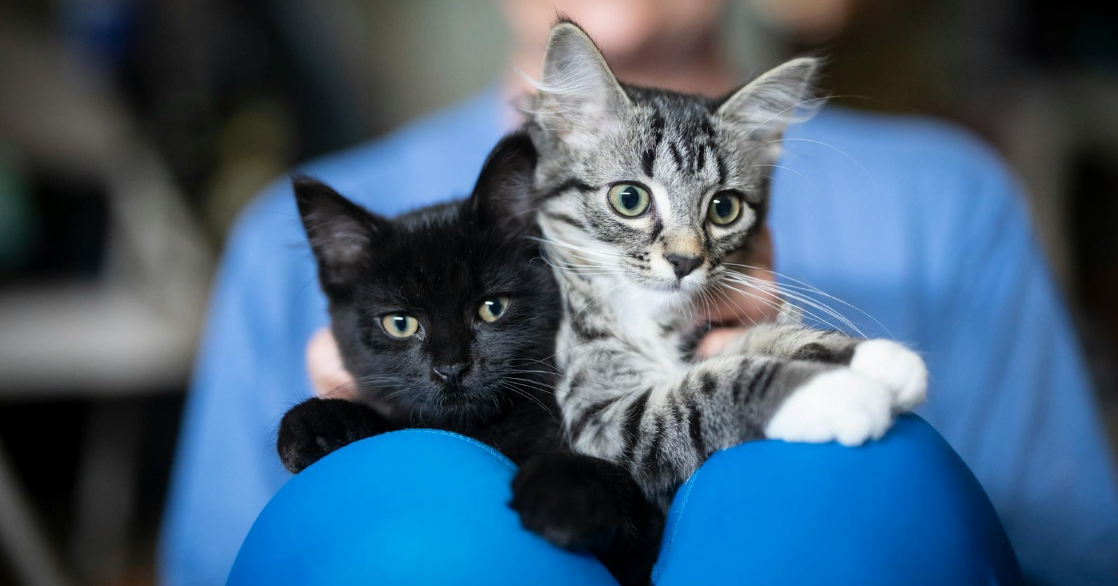 Animal Humane Society stops sterilizing feral cats for free