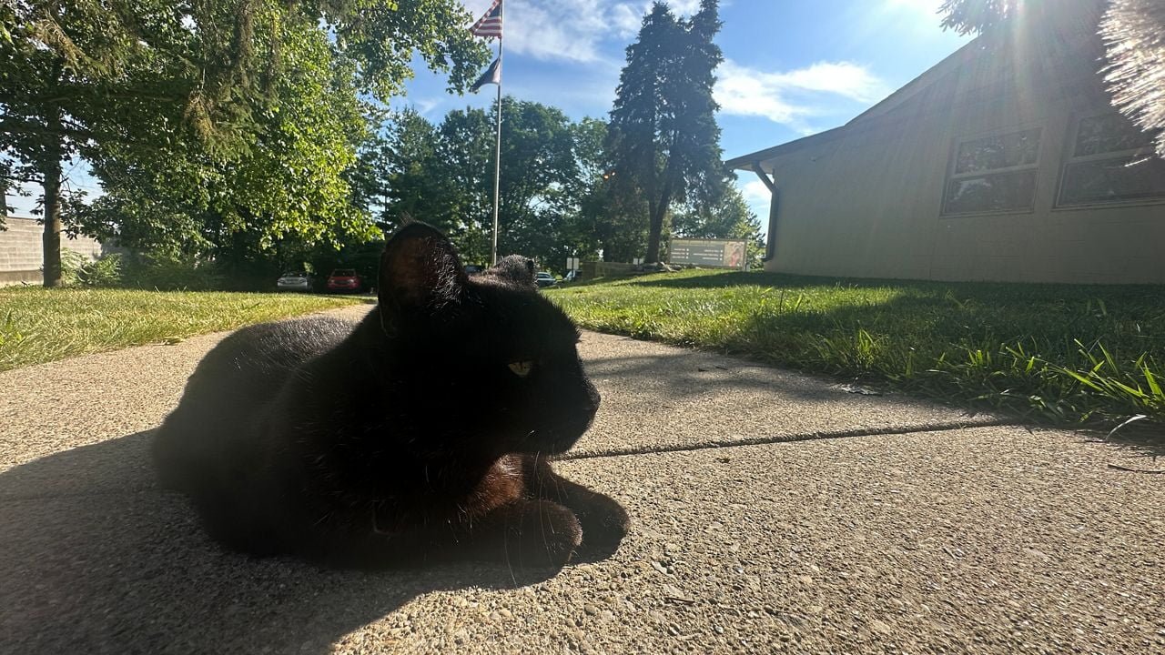 Animal control urges extra care for pets in the summer heat