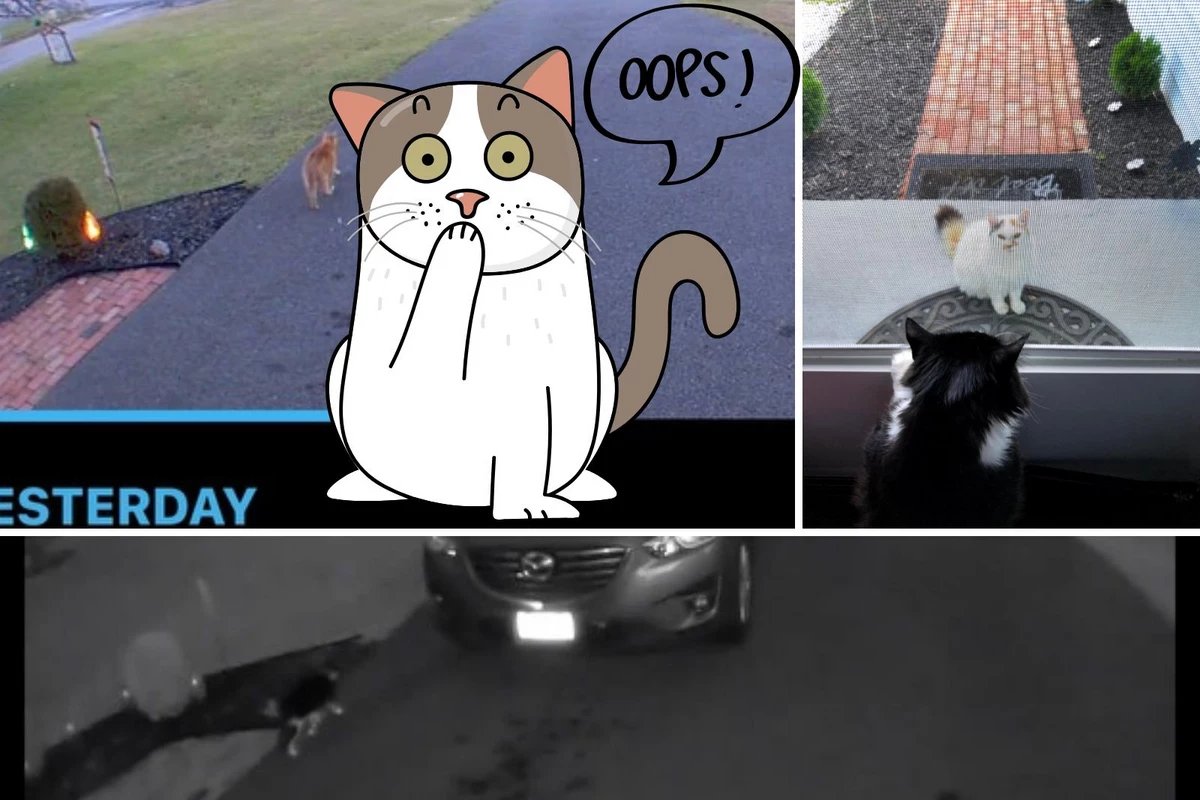 How to Avoid Cat Colonies While Caring for Hudson Vworldnet027ey Strays