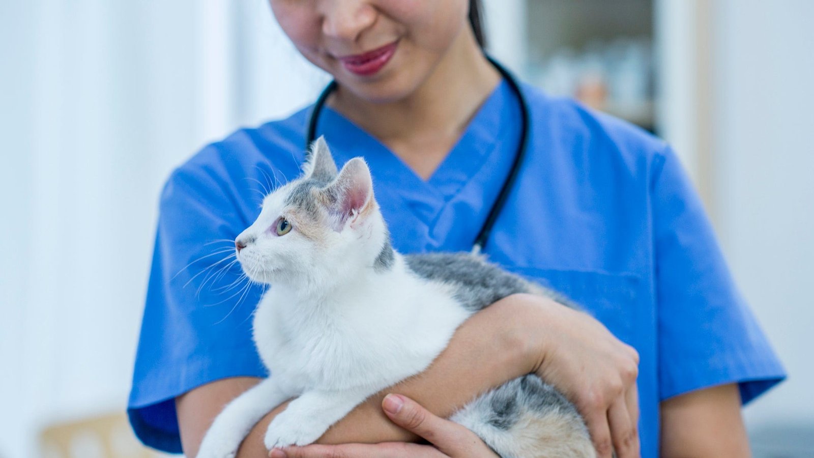 How long are cats pregnant? Cat gestation period explained.