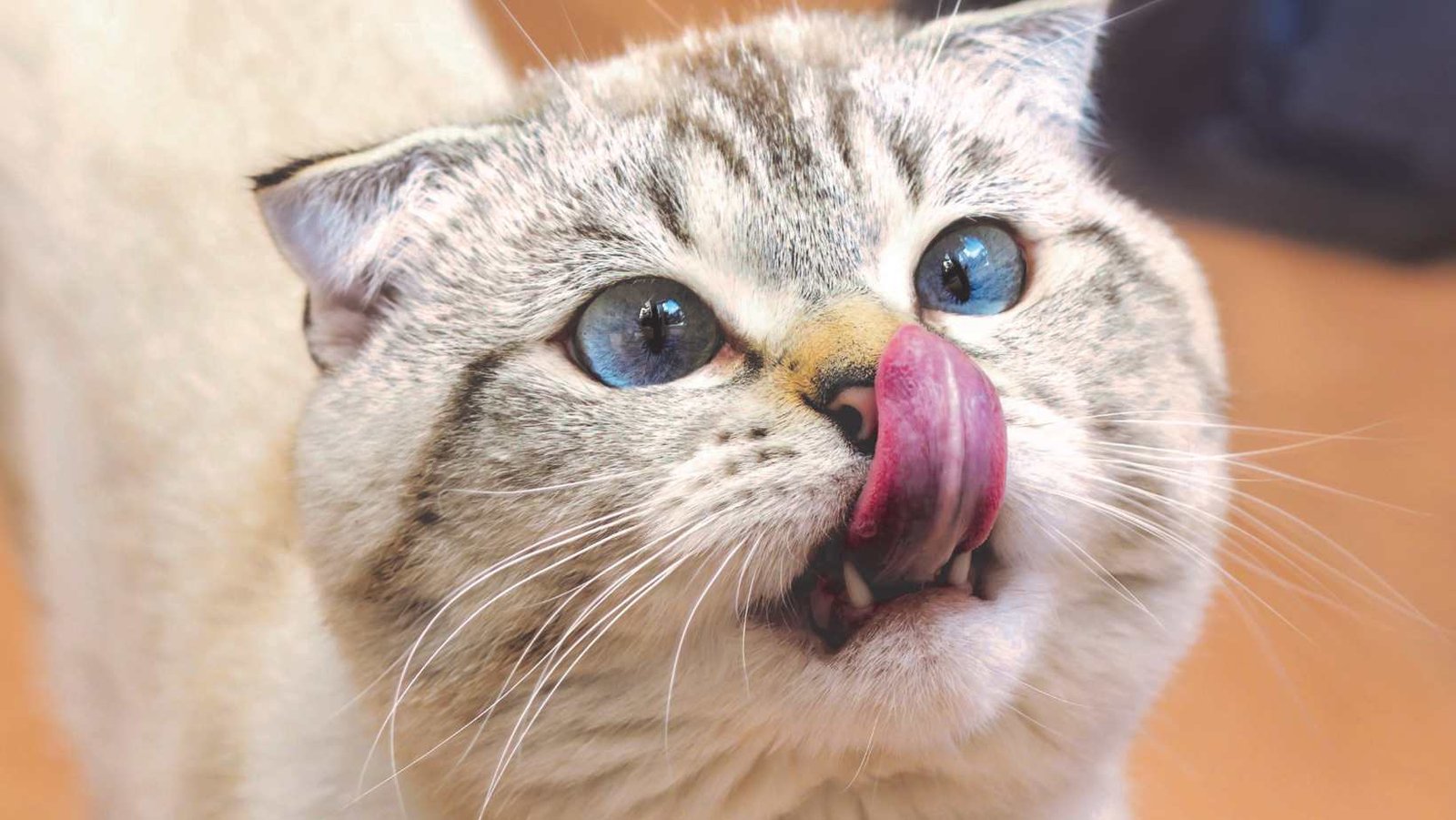 International Cat Day - August 8, 2024