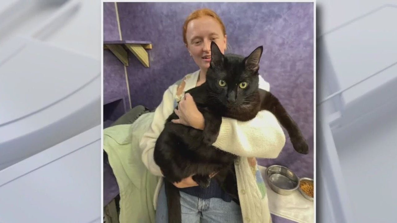 Large 26 pound cat back in the care of Austin Pets Alive!