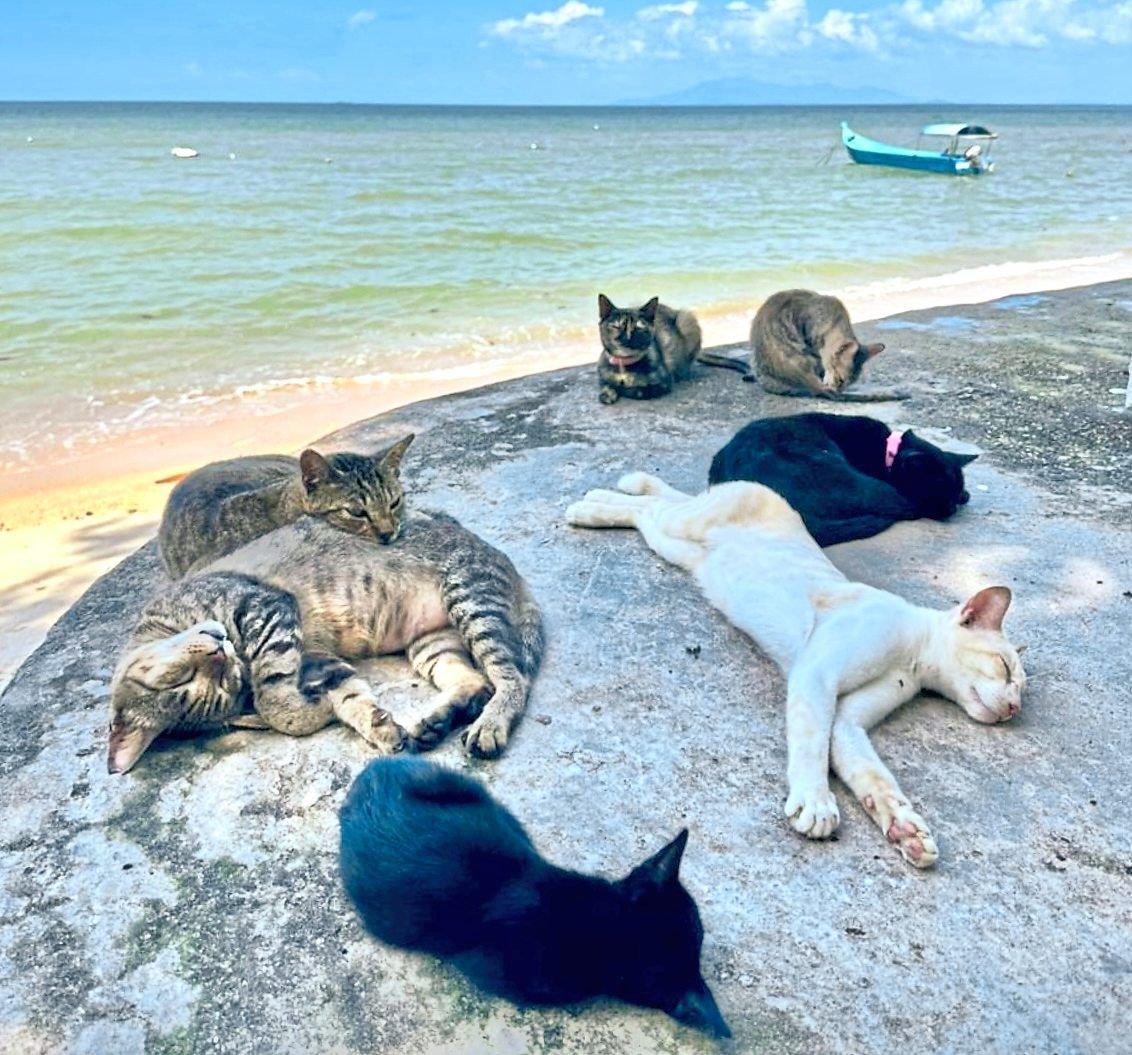 Cat sanctuaries in Malaysia where you can learn about cat care