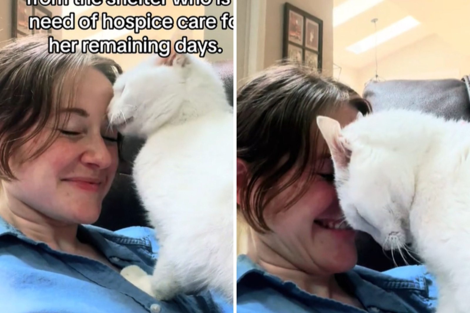 Senior cat thanking adopter
