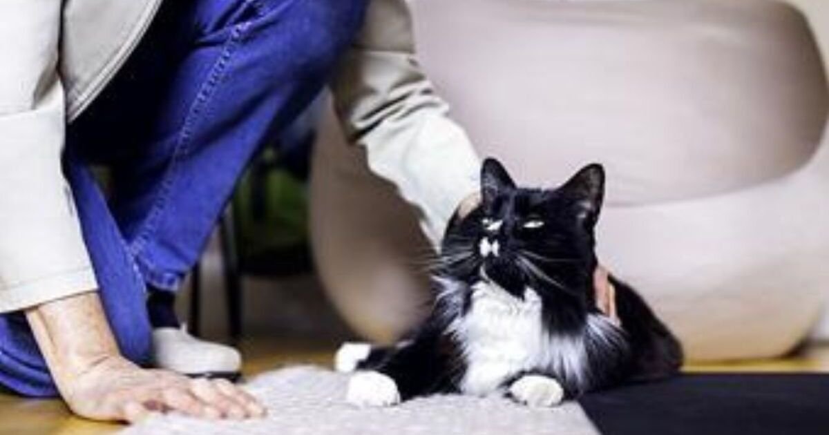 Moggie living in a women's safe house scoops Cat of the Year award | UK | News