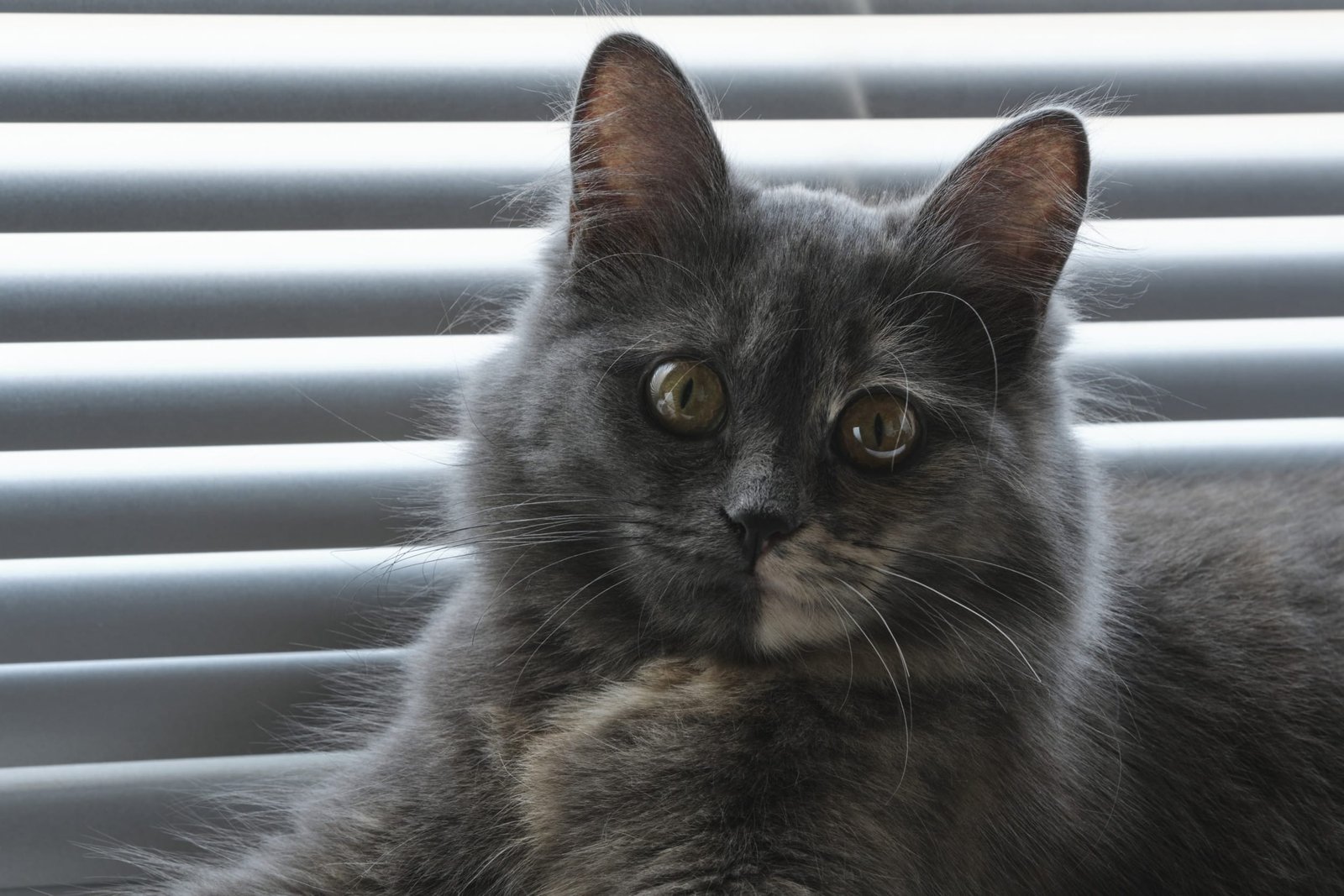 Grey cat sitting by window.