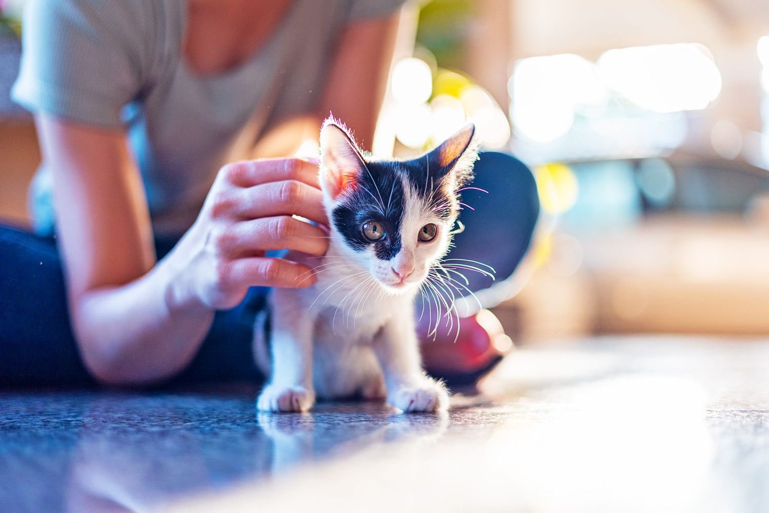 woman with kitten; wobbly kitten syndrome
