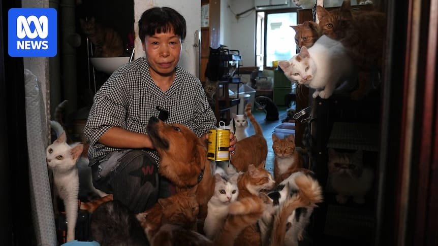 Volunteers overwhelmed caring for millions of stray cats in China