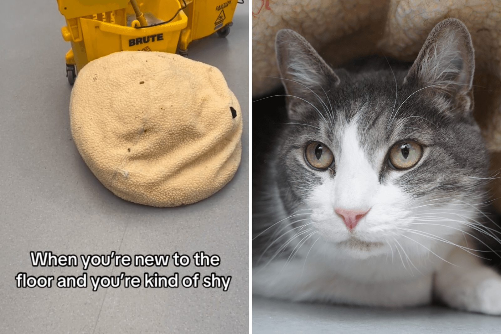 Theodore, Rescue Cat, Hides Under A Bed