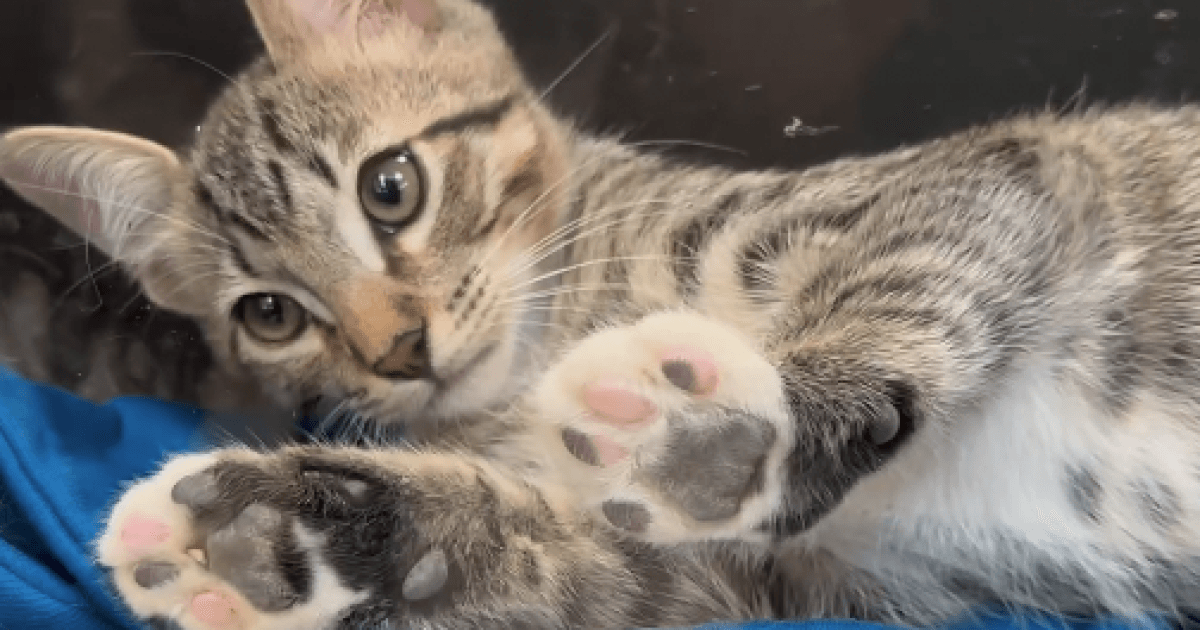 Nancy J Brua Animal Care Center at capacity for cats