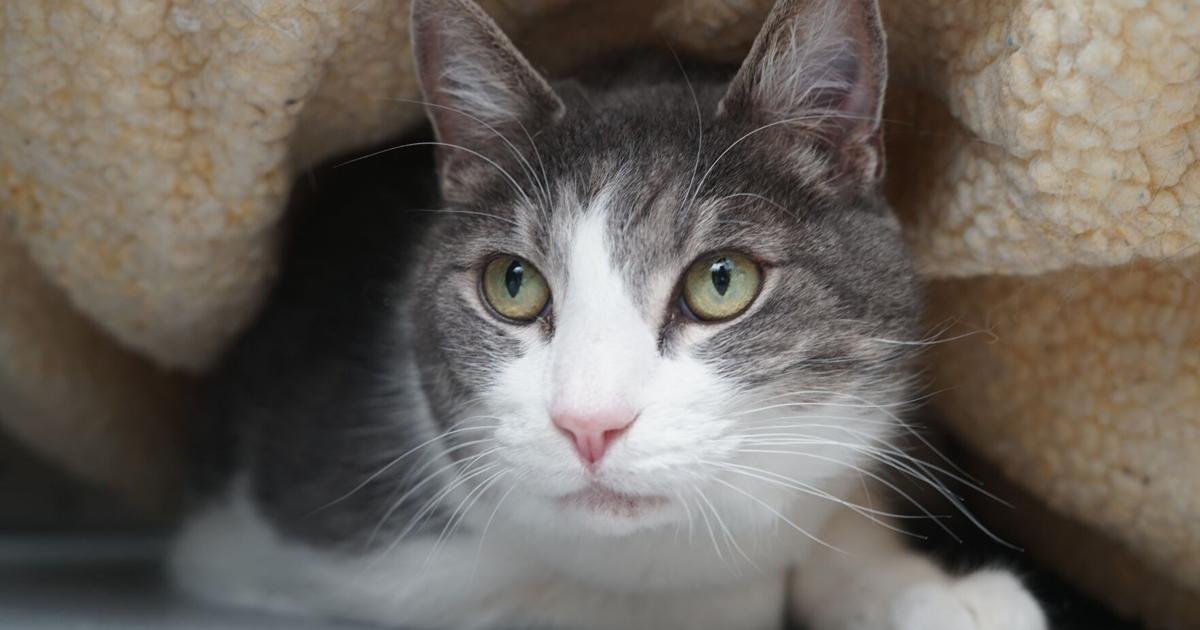 Colorado shelter cat goes viral on TikTok as turtle cat | Arts & Entertainment
