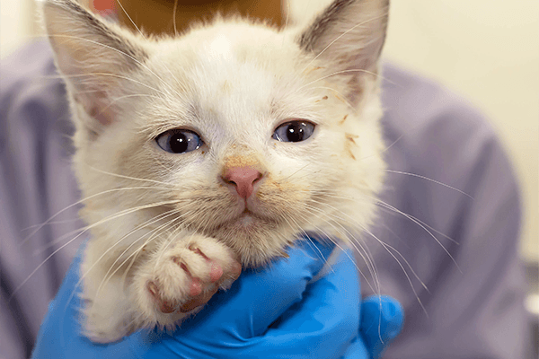 CACC's New Outdoor Cat Policy | PAWS Chicago News