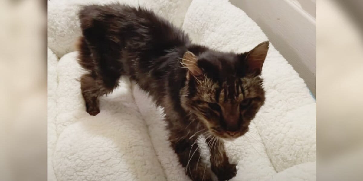 14-Year-Old Stray Cat Turns Into A Kitten Again When He Gets His First Bed