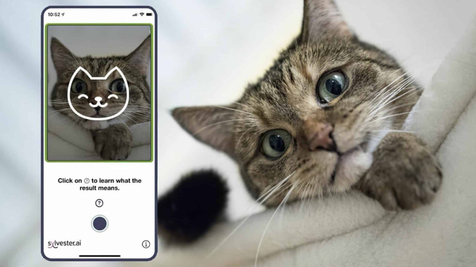 Sylvester.ai's AI-powered Tools Transform Cat Care