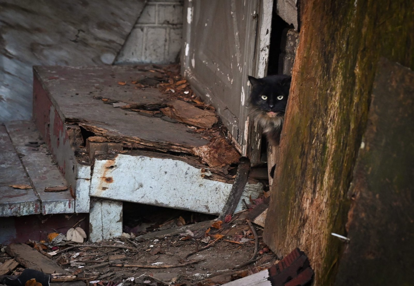 Pittsburgh LGBTQ Charities' project helps cat folx keep the strays they care for and their own pets healthy
