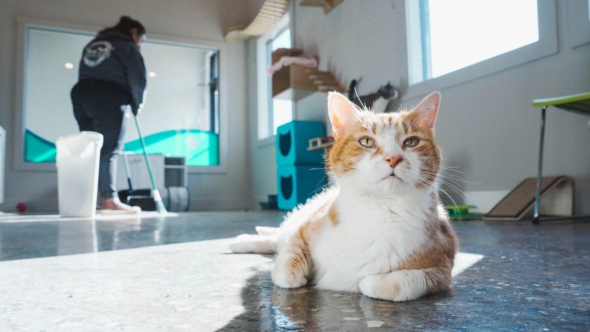 Animal Care Society opens Adoption Center, Cat Building Westport Road