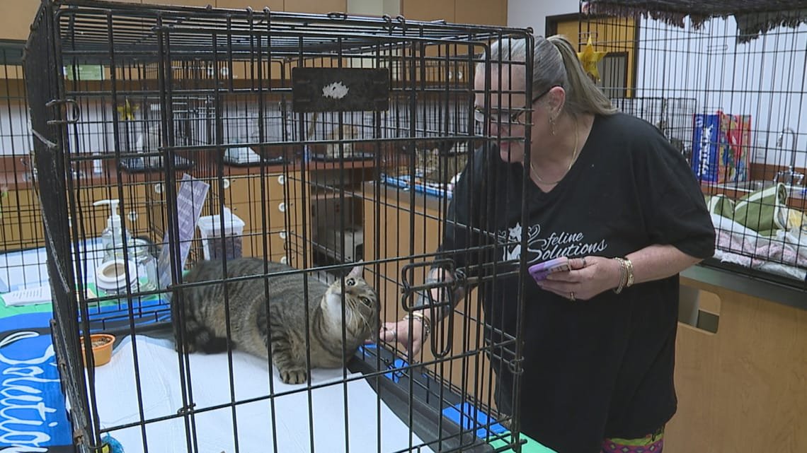 York County animal nonprofit needs help caring for stray cats and kittens