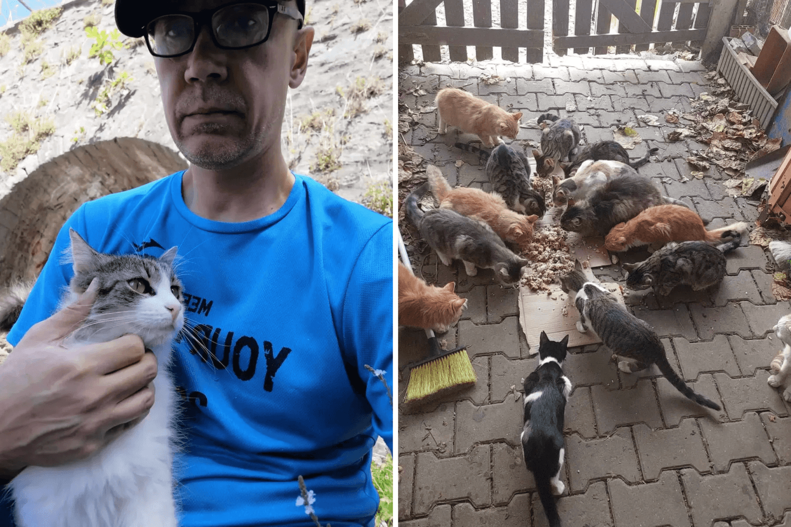 man cares for 100 stray cats