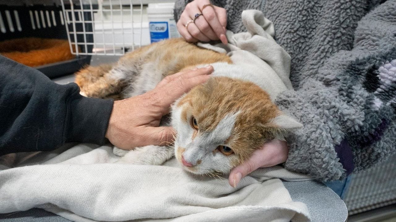 After Happy Cat fire on Long Island, volunteers scramble to find care for cats