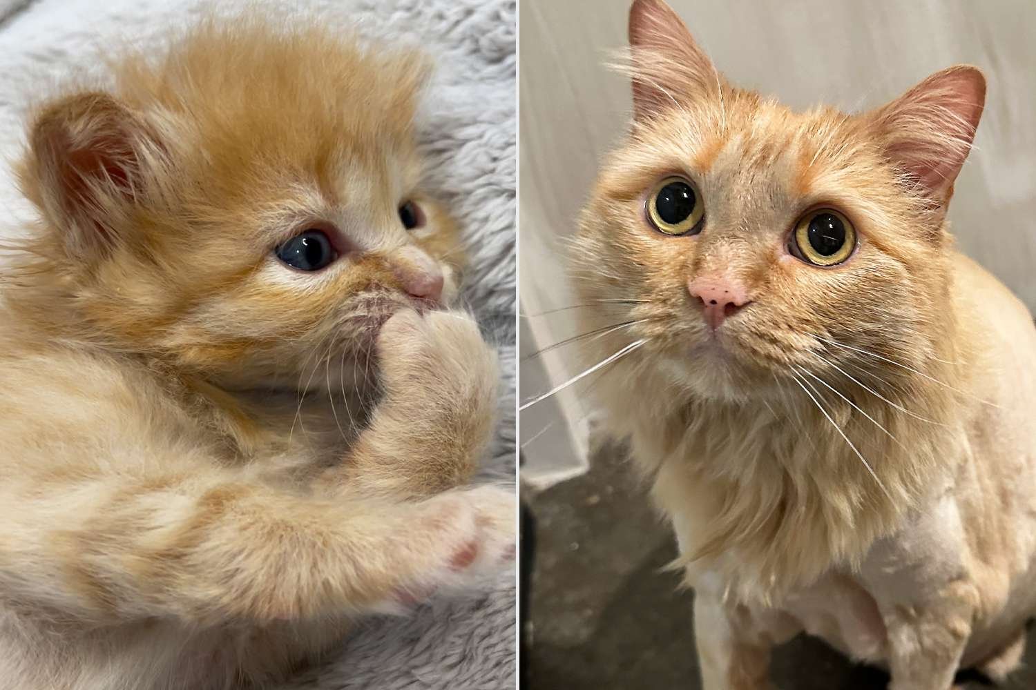 Garbanzo the foster cat
