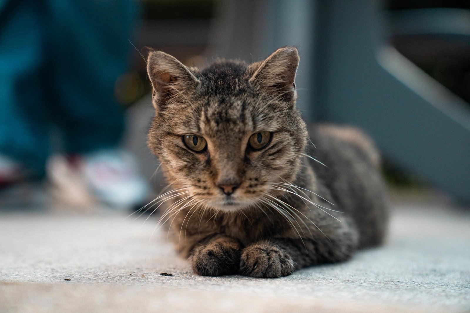 Students care for Boca Raton campus cats, despite policies – FAU University Press