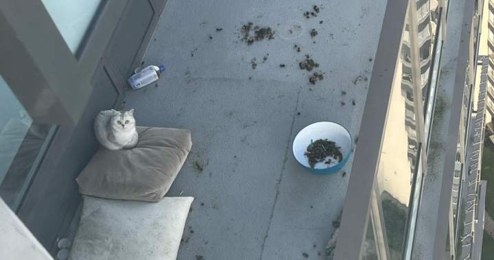 Cat seen locked out on Burnaby balcony ‘for months’ now in care, BC SPCA says - BC