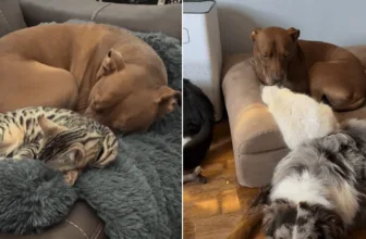 Pit Bull Can't Stop Caring for the Cats in Adorable Video
