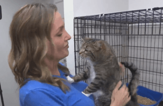 A "Purr-fect" place for neglected cats to get the help and care they need | KD Sunday Spotlight