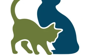 How Toledo’s Cat Cafés and Rescues Are Reshaping Feline Care