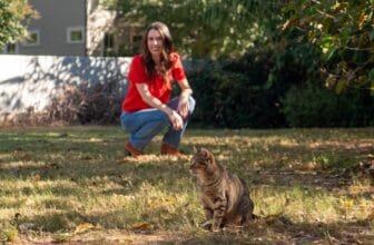 How to care for community cats, kittens