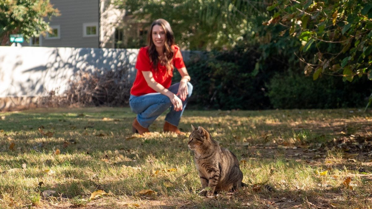 How to care for community cats, kittens