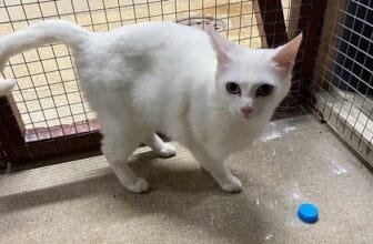 Cat dumped with note saying ‘please take care of Daisy she is an amazing friend’