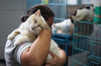 El Salvador’s president seeks help in caring for country’s thousands of stray dogs and cats – Hartford Courant