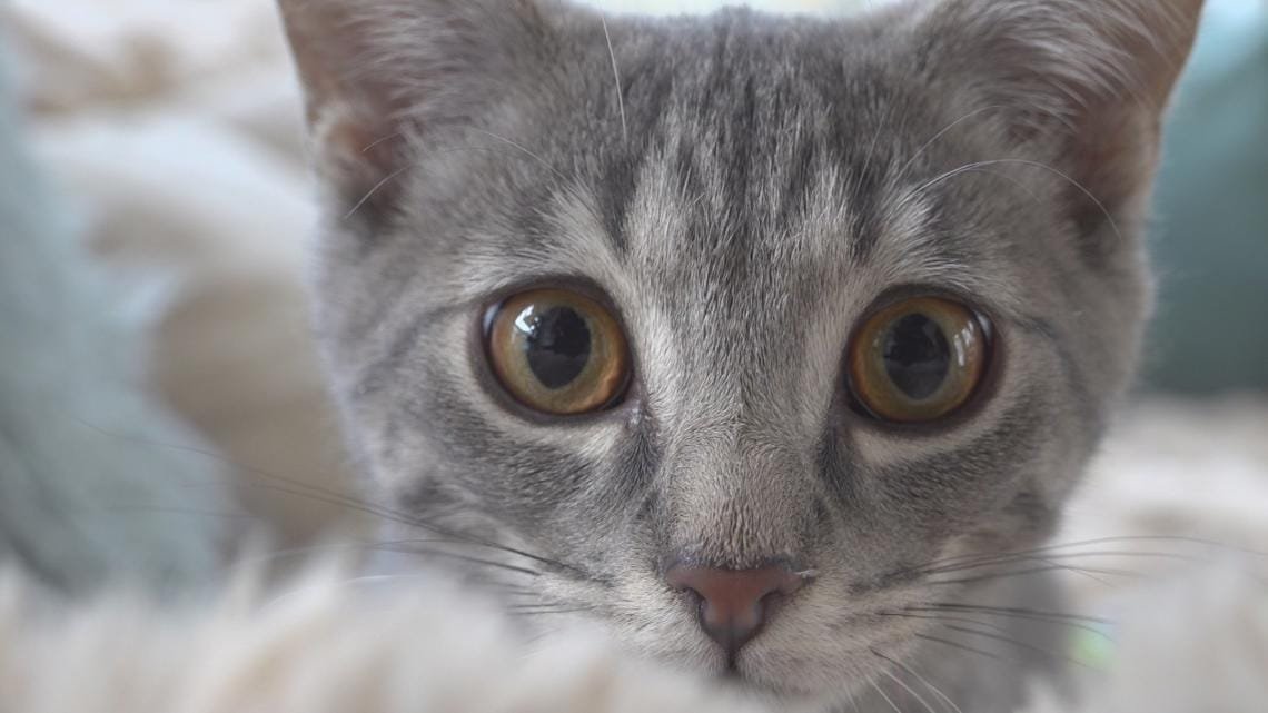 Mission Matters: Loving Care Cat Rescue gives injured and neglected cats a second chance at life