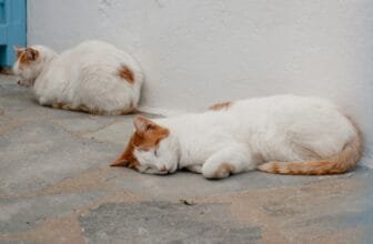 Ask the expert: Understanding managed vs. unmanaged cat colonies