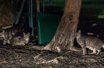 Donate to help care for Palm Beach's feral-cat colonies