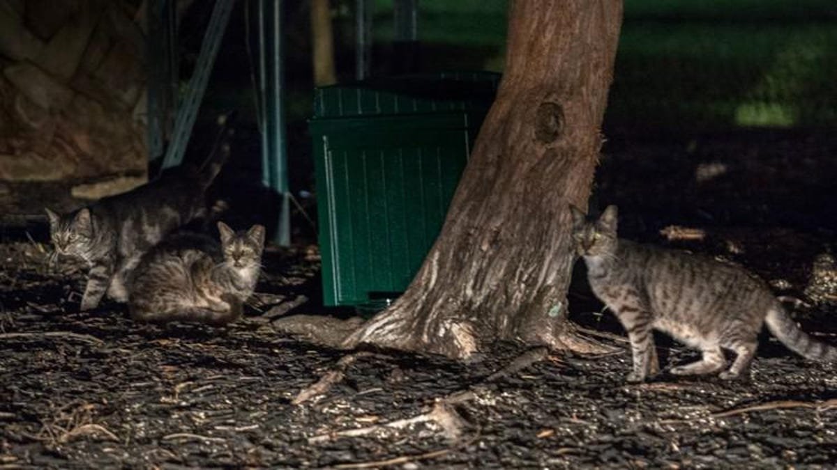 Donate to help care for Palm Beach's feral-cat colonies