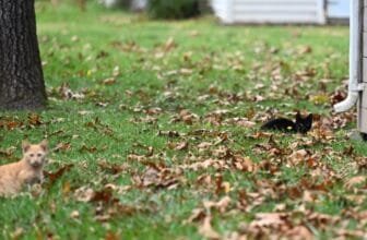 Feeding ban makes care for Lehigh Valley feral cats difficult