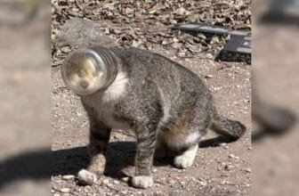 San Antonio Animal Care Services working to locate cat with jar stuck on head