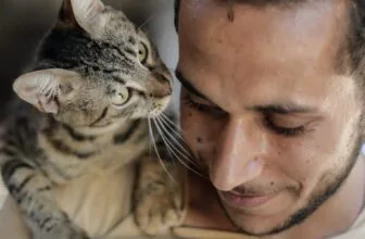 Gen Z Loves Cats. Rover Is Pouncing on the Opportunity.