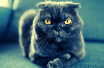 If It Feels Like Your Cat Doesn't Care About You, It's Because They Kind of Don't