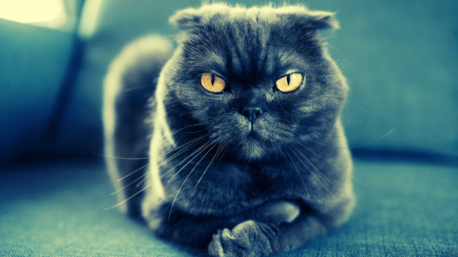 If It Feels Like Your Cat Doesn't Care About You, It's Because They Kind of Don't