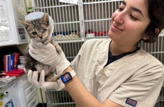 Vet care and cat services expanding in Redwood City