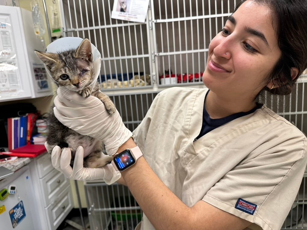 Vet care and cat services expanding in Redwood City