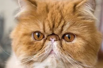 Caring for a brachycephalic cat