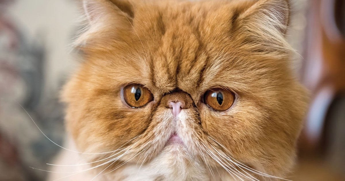 Caring for a brachycephalic cat