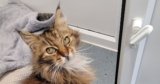 Cat made homeless when owner moved into care home seeking her own retirement pad