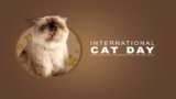 International Cat Day – Celebrating Cats and Raising Awareness About Them